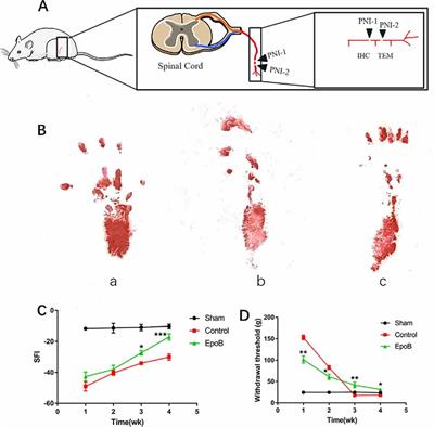 Epothilone B Facilitates Peripheral Nerve Regeneration by Promoting Autophagy and Migration in Schwann Cells